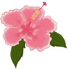 pink hibiscus flower