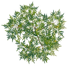 Paeonia delavayi tree plan, top view, cutout, transparent background, isolate, Lush green tree with...