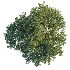 Myrtus communis tree plan, top view, cutout, transparent background, isolate, Beautiful flowering...