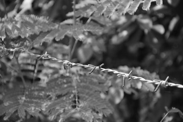 Black & White Landscape