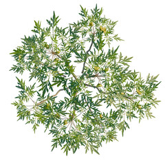 Paeonia delavayi tree plan, top view, cutout, transparent background, isolate, Overhead view of a...