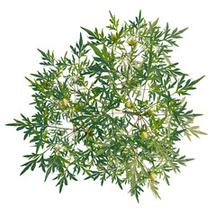 Paeonia delavayi tree plan, top view, cutout, transparent background, isolate, Overhead view of...