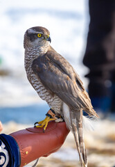 Falcon hunting. Golden eagle close-up on the background of the sky. The bird of prey hunts its prey. The eagle sits on the trainer's hand. National tradition of Asia. Kazakhstan