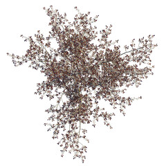 Prunus x cistena tree plan, top view, cutout, transparent background, isolate, Delicate blossoms...