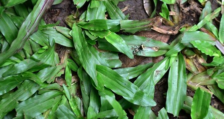 A golden-tailed spiny ant explores the moist leaf bed, its shimmering body standing out against the rich green foliage