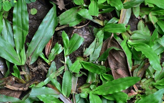 Polyrhachis ammon with its golden tail gliding across layered greenery, adding a striking highlight to the forest floor