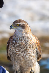Falcon hunting. Golden eagle close-up on the background of the sky. The bird of prey hunts its prey. The eagle sits on the trainer's hand. National tradition of Asia. Kazakhstan