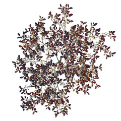 Prunus x cistena tree plan, top view, cutout, transparent background, isolate, Overhead blossoming...