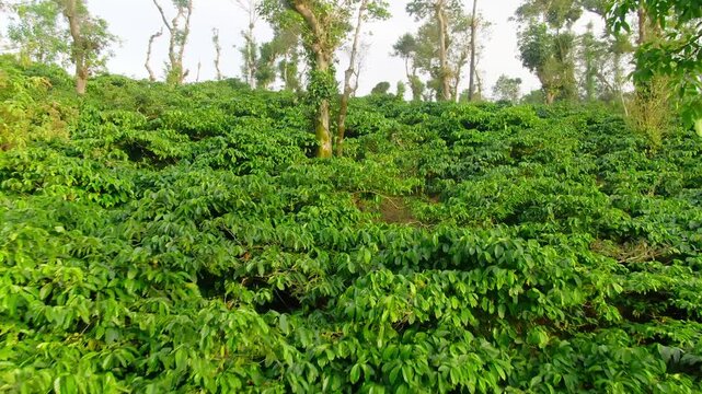 aerial view coffee plantation in Karnataka state - India