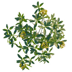 Rhododendron luteum tree plan, top view, cutout, transparent background, isolate, Lush green plant...