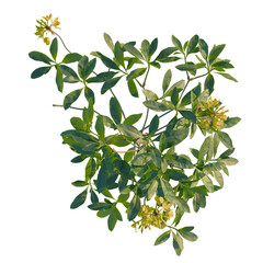 Rhododendron luteum tree plan, top view, cutout, transparent background, isolate, Delicate yellow...