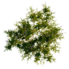 Tamarix ramosissima tree plan, top view, cutout, transparent background, isolate, Overhead tree...