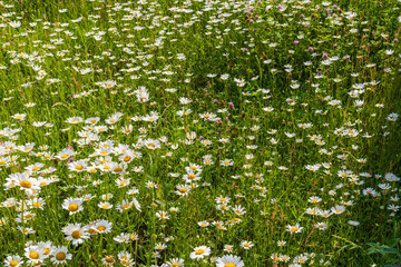 Summer background with a green meadow and blooming white daisies at sunny day. Gentle chamomile on field
