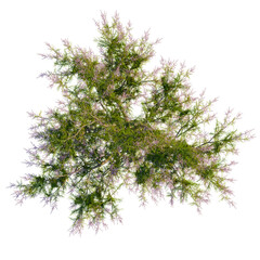 Fototapeta premium Tamarix ramosissima tree plan, top view, cutout, transparent background, isolate, Aerial view shows a flowering tree's vibrant spring blossoms in nature