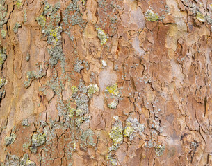 Platan, Platane, Platanus sycamore, plane tree trunk symbol. Texture made of Platan, Platane, sycamore, plane tree bark. Beautiful Platan tree trunk background. Conceptual image. Peaceful nature.