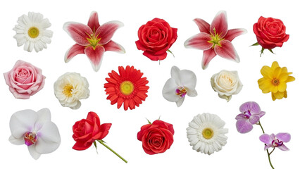 A diverse collection of vibrant fresh cut flowers including roses, lilies, and daisies, isolated on white, perfect for spring, summer, and elegant floral design elements