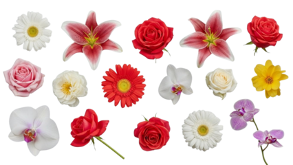 A diverse collection of vibrant fresh cut flowers including roses, lilies, and daisies, isolated on white, perfect for spring, summer, and elegant floral design elements