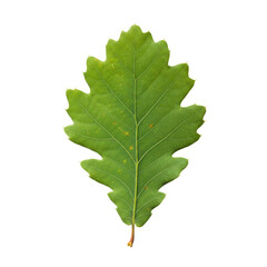 Single Green Oak Leaf with Serrated Edges Detailed Veins and Transparent Background