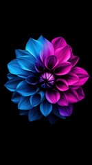 Dark blue and pink gradient color dahlia flower on black background with symmetrical composition and clean background designed for mobile wallpaper
