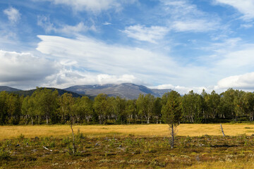 Majestic Scandinavian landscape early autumn grasslands with distant forest and mountain Sweden