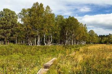 Wooden hiking and backpacking walkway along green birch grove.