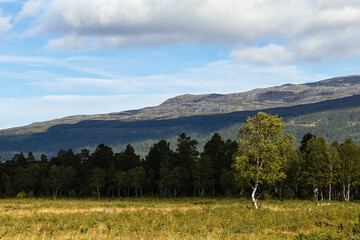 Lone birch tree in autumn meadow dramatic dark clouds shadow trees Sweden