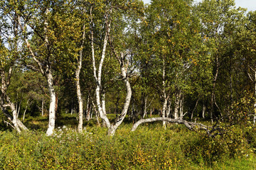 Birch grove green foliage in warm summer sunlight. 