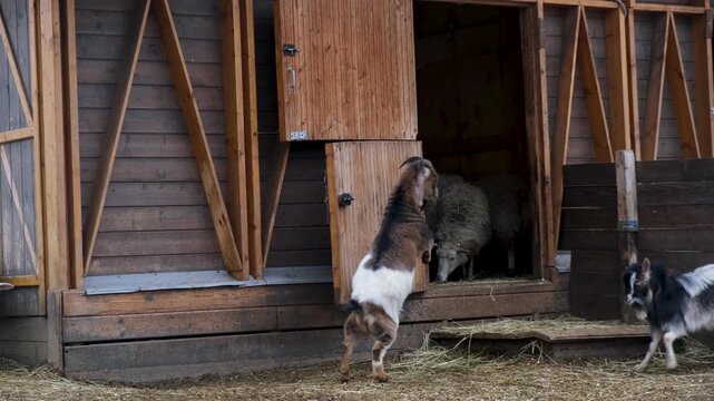 Two goats brawl on farm