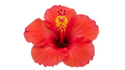 Vibrant red hibiscus flower in full bloom showcasing detailed petals and yellow stamen against a clean white backdrop