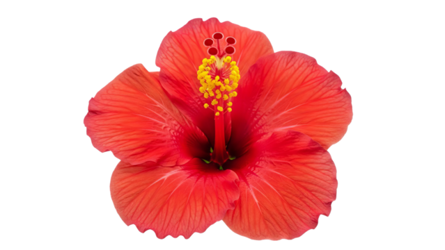 Vibrant red hibiscus flower in full bloom showcasing detailed petals and yellow stamen against a clean white backdrop - Powered by Adobe
