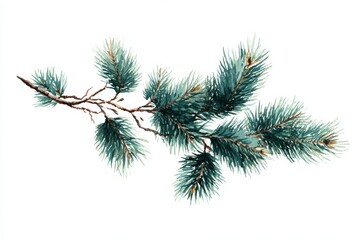 Obraz premium Watercolor illustration of a pine tree branch, clip art