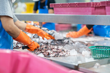 Workers process and pack pieces of fish on automated production line in a seafood canning factory, highlighting industrial food manufacturing and hygiene standards.