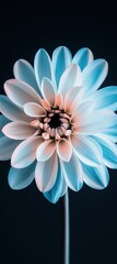 Beautiful dahlia flower in pastel blue and white colors against black background, minimalist nature wallpaper design