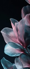 Close-up of transparent petals in pink and blue set against black background, ethereal effect with translucent quality creating floating impression
