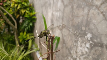 A green dragonfly perched on a plant branch against the background of a cement wall in the garden.