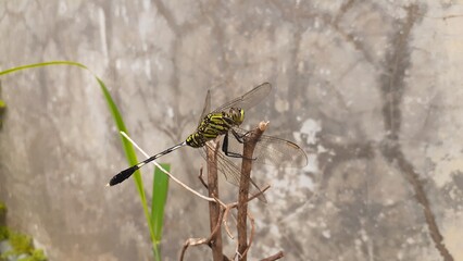 A green dragonfly perched on a plant branch against the background of a cement wall in the garden.