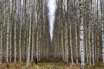 Symmetrical Birch Tree Plantation in Winter Creating a Natural Tunnel Perspective