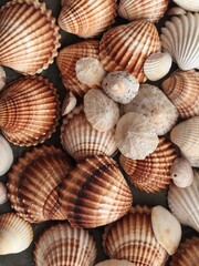 Close up shot of seashells collected from the beach