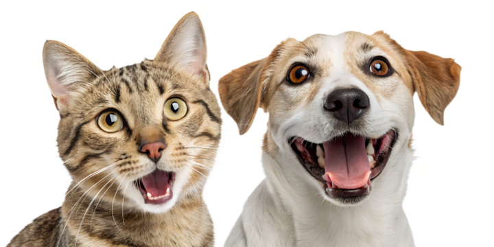 Funny portrait of a cat and a dog with surprised and excited expressions, both looking directly at the camera, isolated on a white background