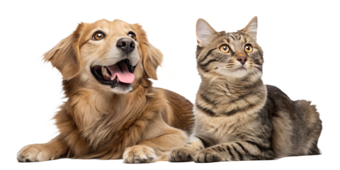 Portrait of a happy and surprised dog and cat sitting together on the floor and looking directly at the camera. Both pets show expressive, joyful emotions, creating a charming and friendly scene. Isol