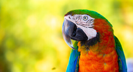 A close-up of a macaw. The multi-colored parrot sits on a perch. The background is blurred, which emphasizes the bird's bright colors.