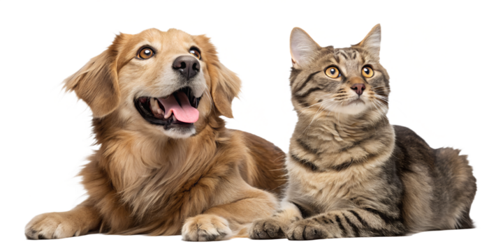 Portrait of a happy and surprised dog and cat sitting together on the floor and looking directly at the camera. Both pets show expressive, joyful emotions, creating a charming and friendly scene. Isol