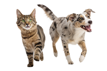 A tabby cat and a spotted dog running together on a white background while looking directly at the camera. Both animals appear energetic, playful, and excited, capturing a dynamic moment of interspeci