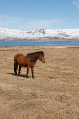 Icelandic wild horses in the picturesque landscape of Iceland