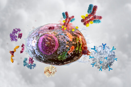 Therapies targeting senescent cells. Pharmacological senolytics, antibody‑drug conjugate, CAR‑T cell immunotherapy. Cellular structure, therapeutic mechanisms, molecular targets. Biotech aging concept