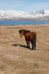 Icelandic wild horses in the picturesque landscape of Iceland