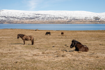 Icelandic wild horses in the picturesque landscape of Iceland