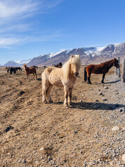 Wild Icelandic horses in the picturesque landscape of Iceland