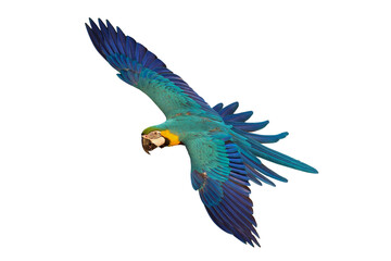 Colorful flying Blue and Gold Macaw parrot isolated on transparent background png file