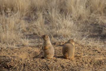Cute Prairie Dog on its Burrow